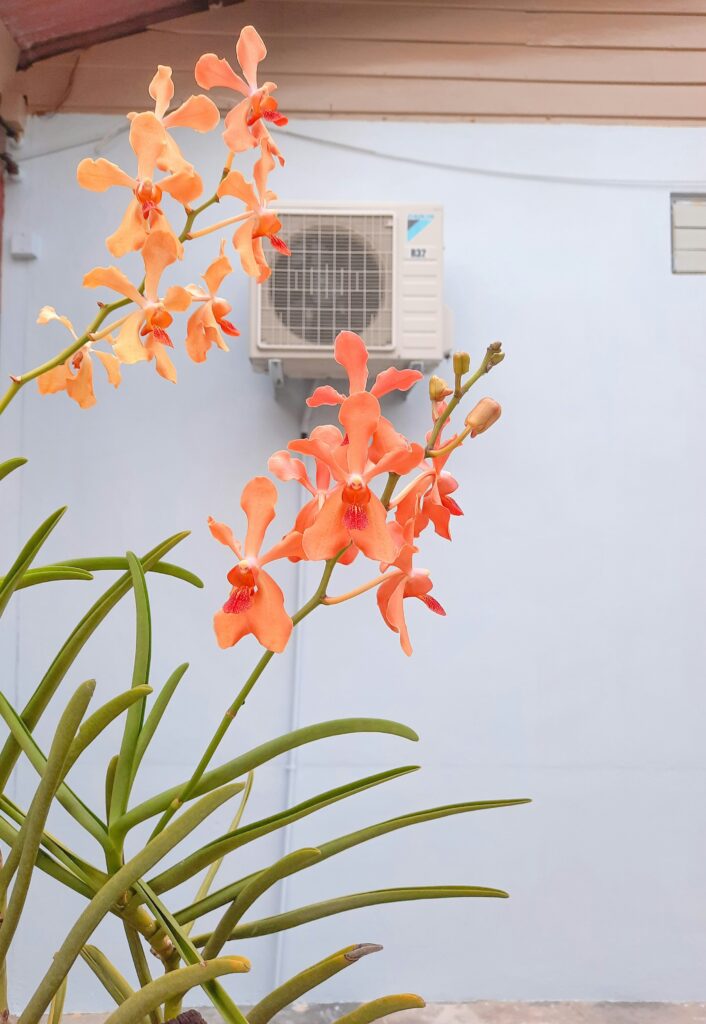 aire acondicionado y alergia al polen flores y climatizador